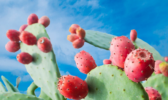 Moroccan Prickly Pear Oil Benefits - Dr. Elix